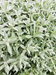 Cerastium tomentosum