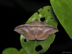 Tiruvaca subcostalis
