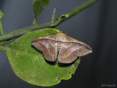 Tiruvaca subcostalis
