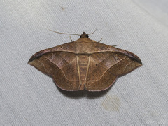 Tiruvaca subcostalis