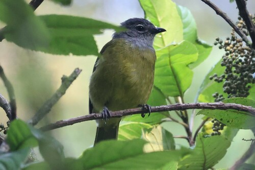 Kikuyu Mountain Greenbul (Arizelocichla kikuyuensis), photo 10
