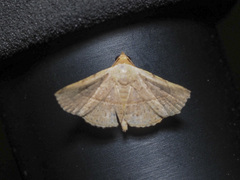 Eublemma latericolor