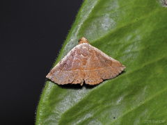 Eublemma latericolor