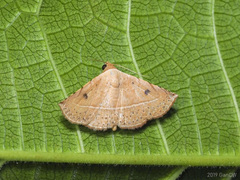 Eublemma latericolor