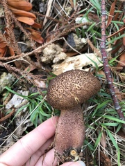 Tricholomopsis scabra