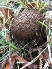 Tricholomopsis scabra
