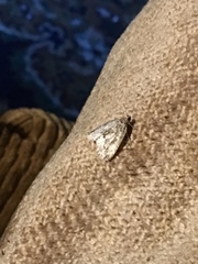 Protodeltote muscosula