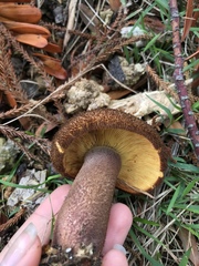 Tricholomopsis scabra