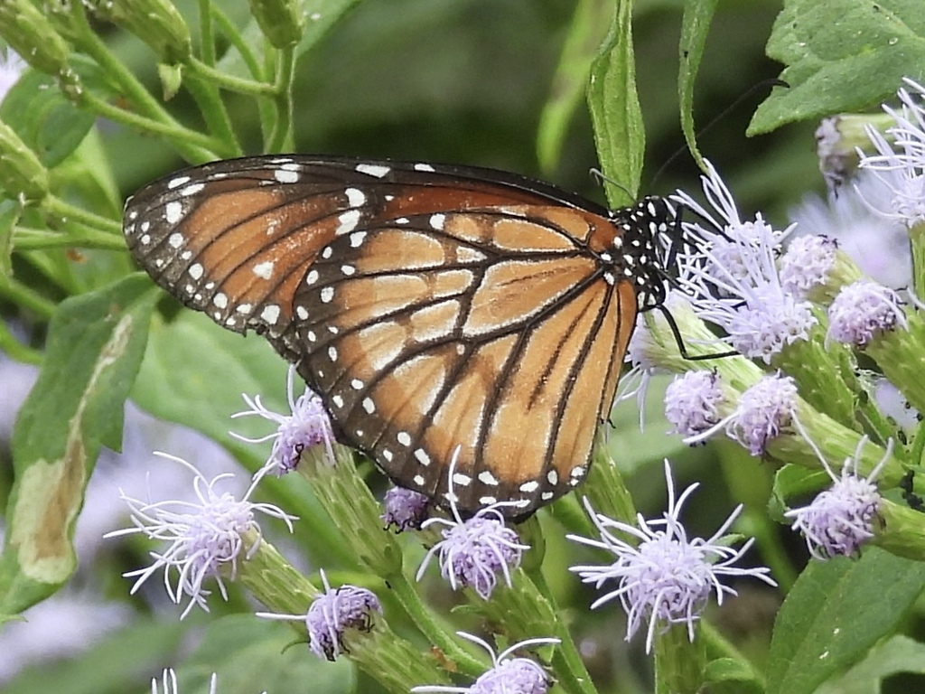 Soldier From Edinburg Municipal Park Edinburg Municipal Park 714 S soldier-from-edinburg-municipal-park-edinburg-municipal-park-714-s