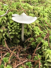 Entoloma canoconicum