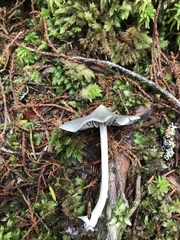 Entoloma canoconicum