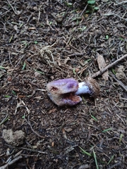 Cortinarius coneae