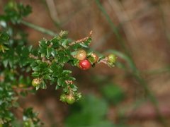 Acrothamnus maccraei