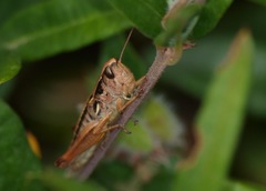 Praxibulus tectatus