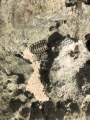 Chiton tuberculatus