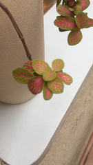 Fittonia
