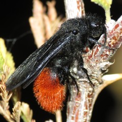 Dasymutilla magnifica