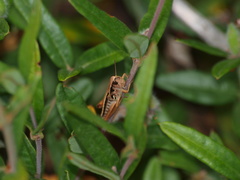 Praxibulus tectatus