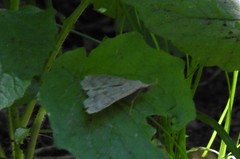 Chytolita morbidalis