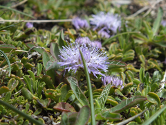 Globularia cordifolia