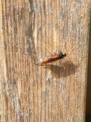 Urocerus gigas