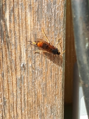 Urocerus gigas