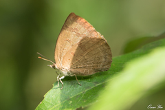 Arhopala japonica