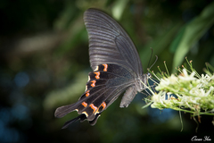Papilio bianor thrasymedes