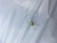 Enoplognatha ovata