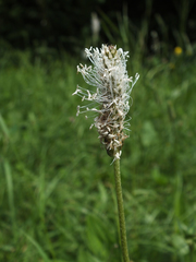 Plantago media