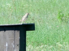 Ammodramus savannarum pratensis