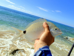 Diplodus bermudensis