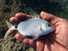 Diplodus bermudensis