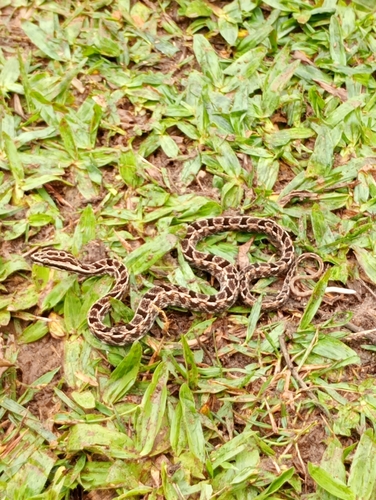 Jiboinha