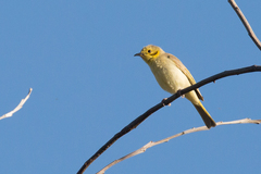 Ptilotula flavescens