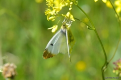 Anthocharis euphenoides