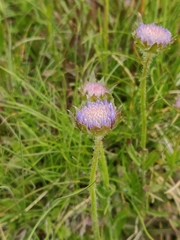 Jasione laevis