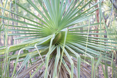 Pandanus spiralis
