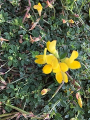 Lotus corniculatus