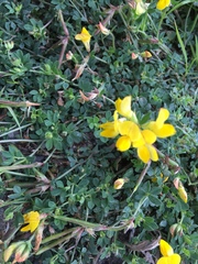 Lotus corniculatus