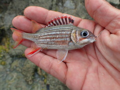Neoniphon vexillarium