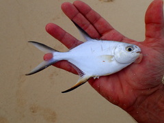 Trachinotus goodei
