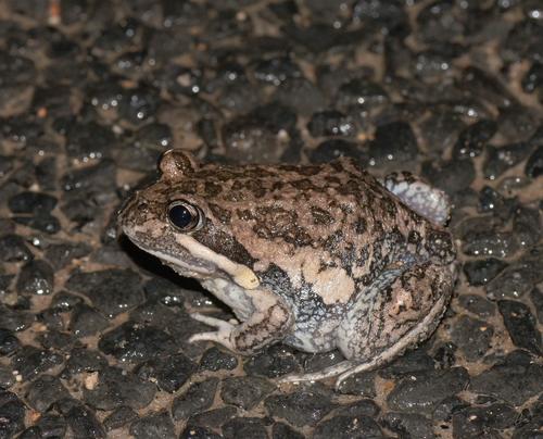 Eastern Banjo Frog, photo 3 of 7