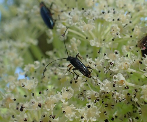 Alosterna chalybeella