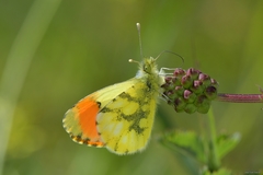 Anthocharis euphenoides