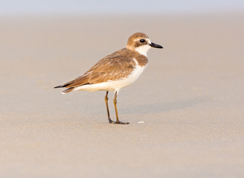 Greater Sand Plover (Anarhynchus leschenaultii), photo 10