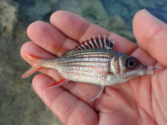 Neoniphon vexillarium