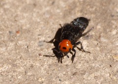 Creophilus erythrocephalus
