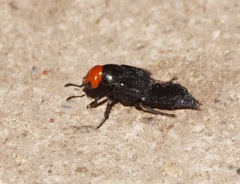 Creophilus erythrocephalus