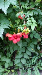 Campsis grandiflora
